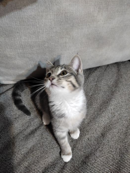 Котенок в добрые руки