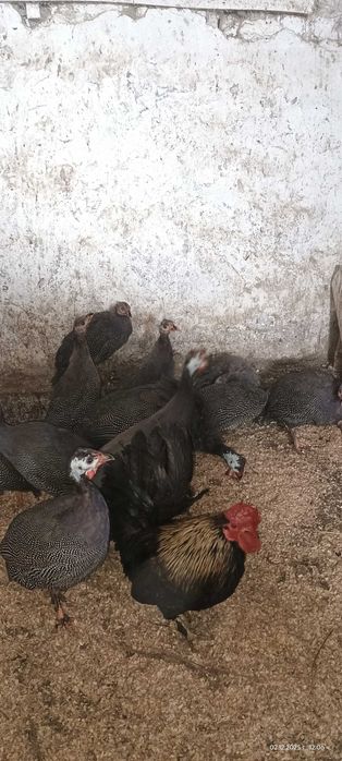 Продавам млади токачки