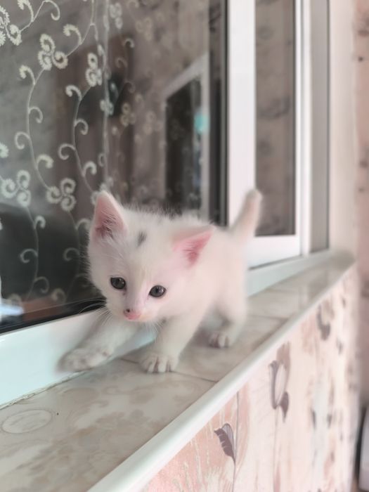 Котята 2 месяца, две белые два серых