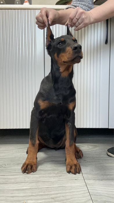 Доберман девочка 4 мес