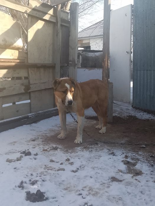 Молодой алабай .