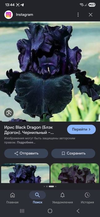 Продам сортовые ирисы