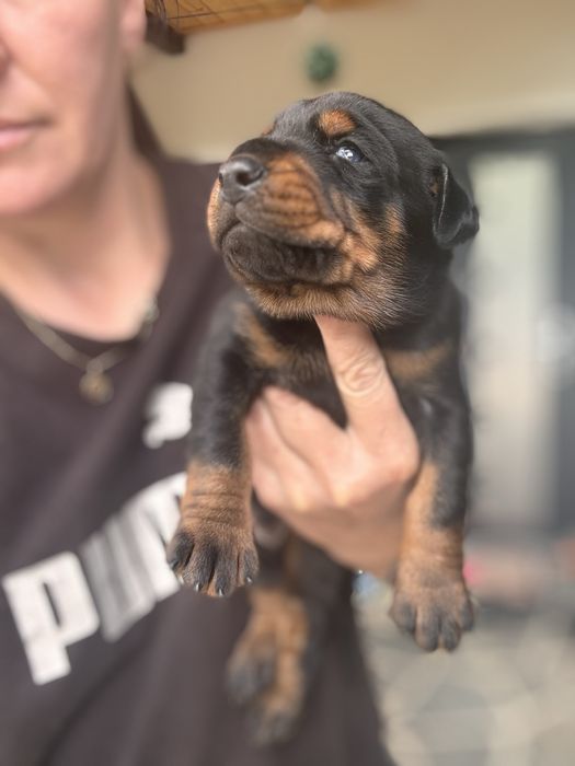 Rezervările pentru puii de Doberman sunt deschise
