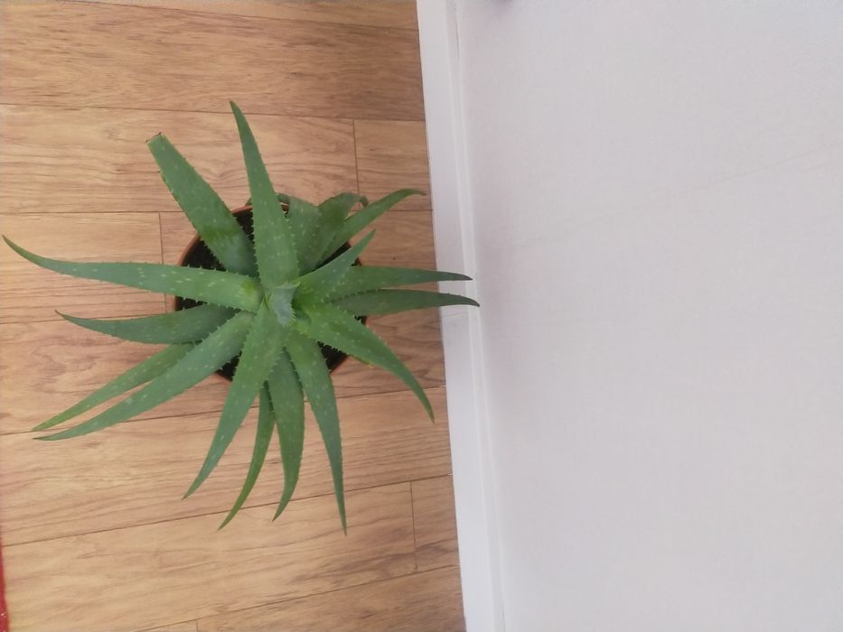 Комнатное растение -алое вера