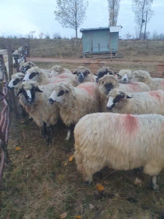 Vînd 10 oi tinere bune de ținut