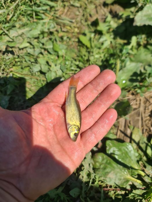 Puiet peste LIN vara 1