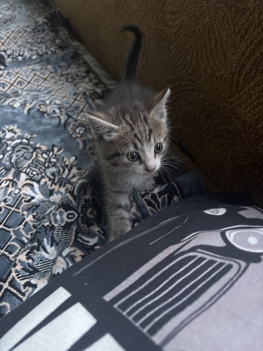 Отдам котят в хорошие руки