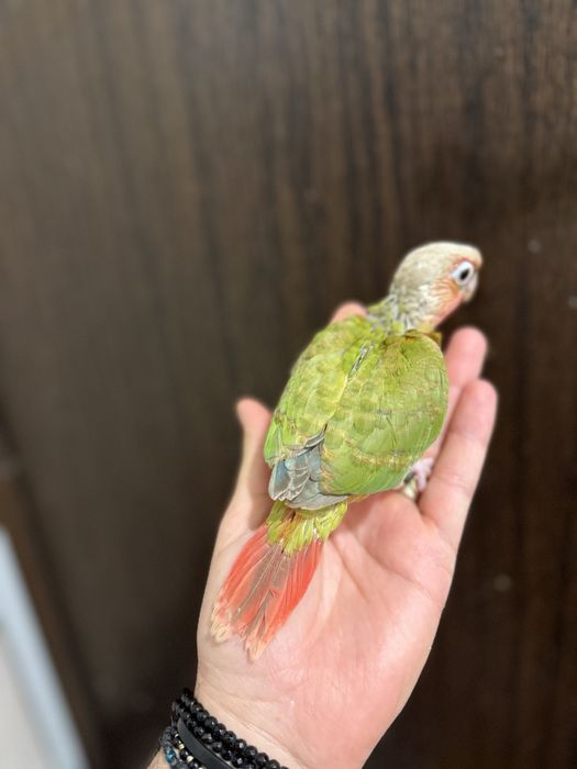 Papagali vorbitori pui blanzi pyrrhura molinae pirura pyrura