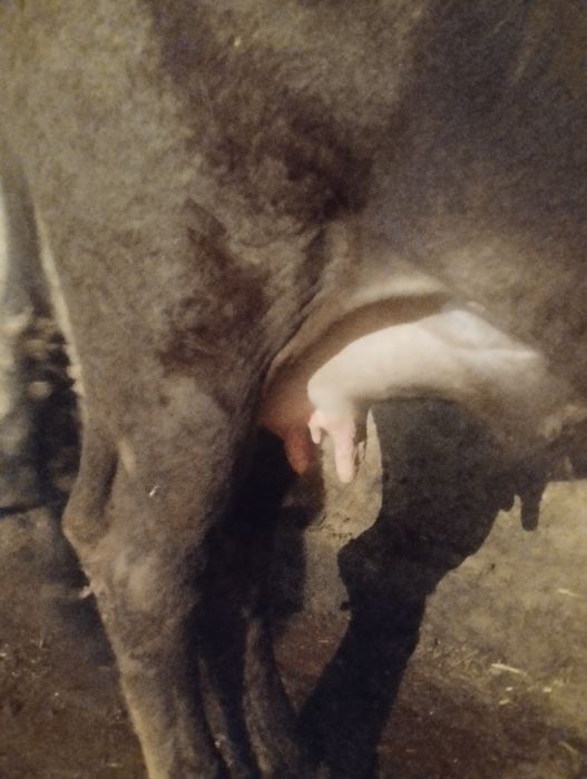 Алатау сиыр буаз