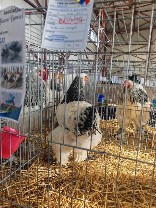 Brahma herminat deschis