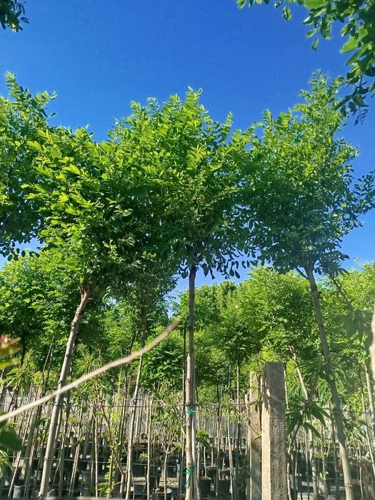 Кълбовидна акация.Robinia Pseudoacacia Umbraculifera