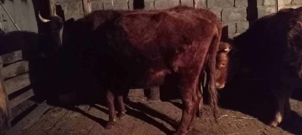 Продается корова