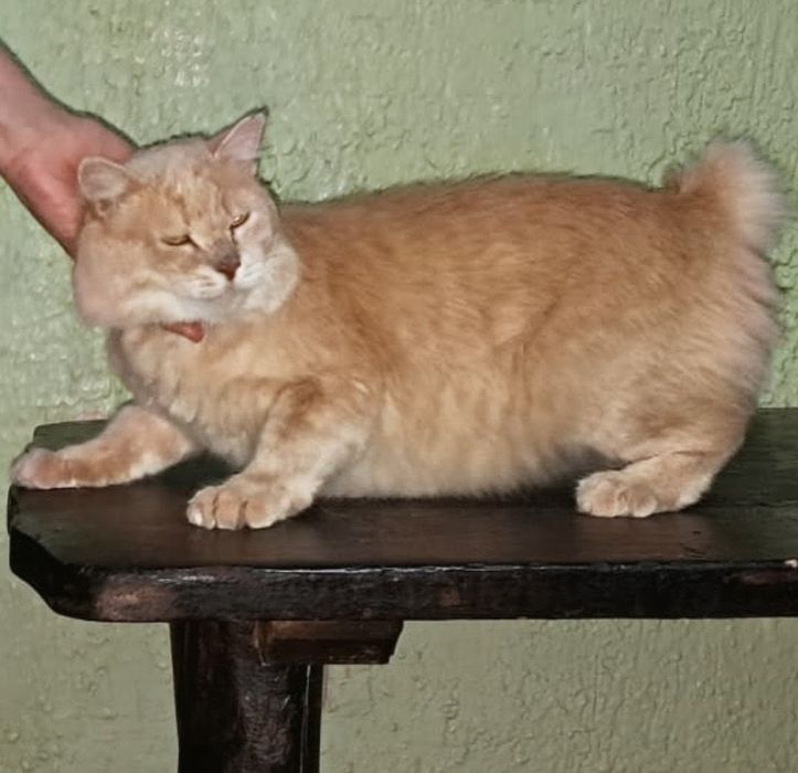 Отдам в добрые руки