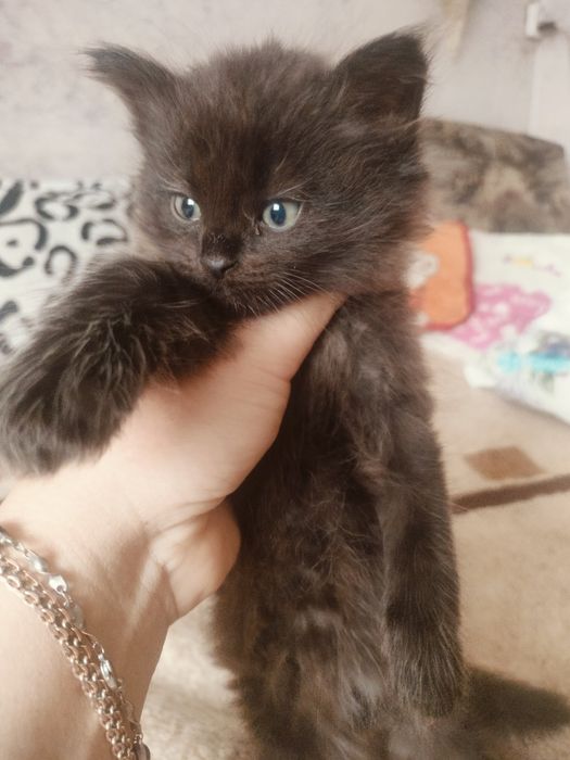 Отдам двух замечательных котят