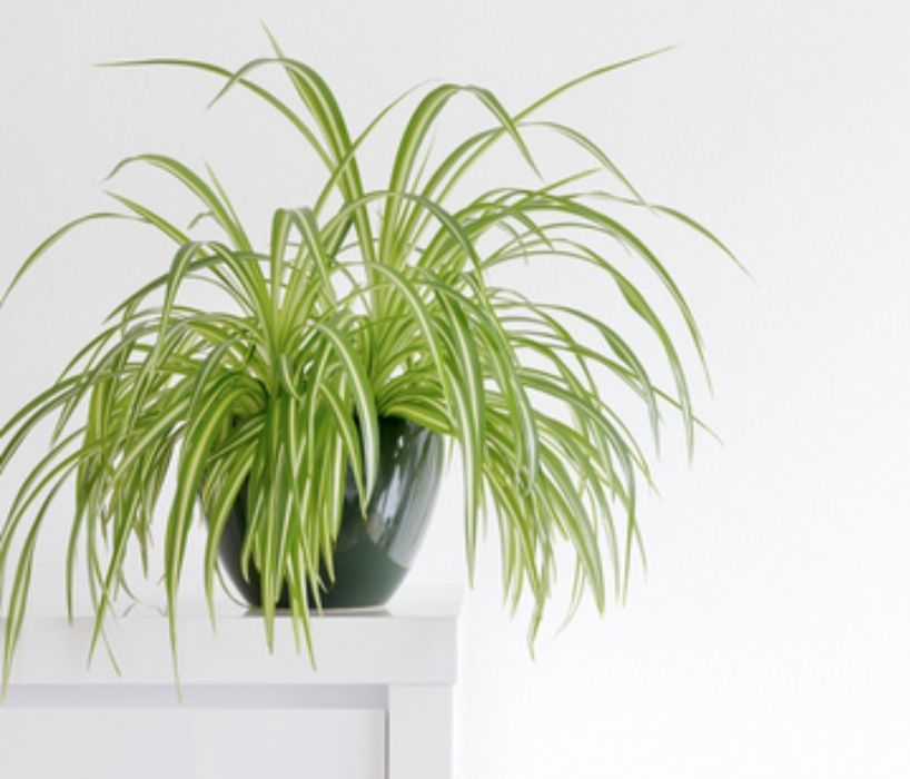 Хлорофитум цвете