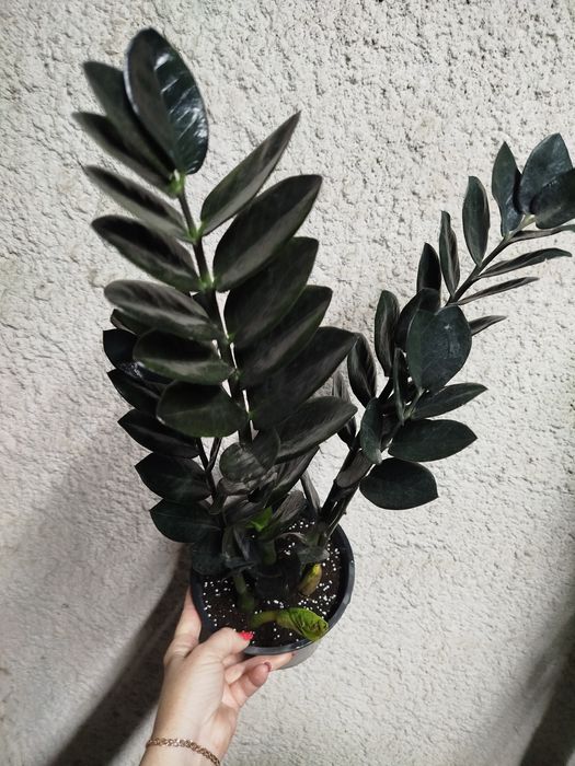 Замиокулькас Равен