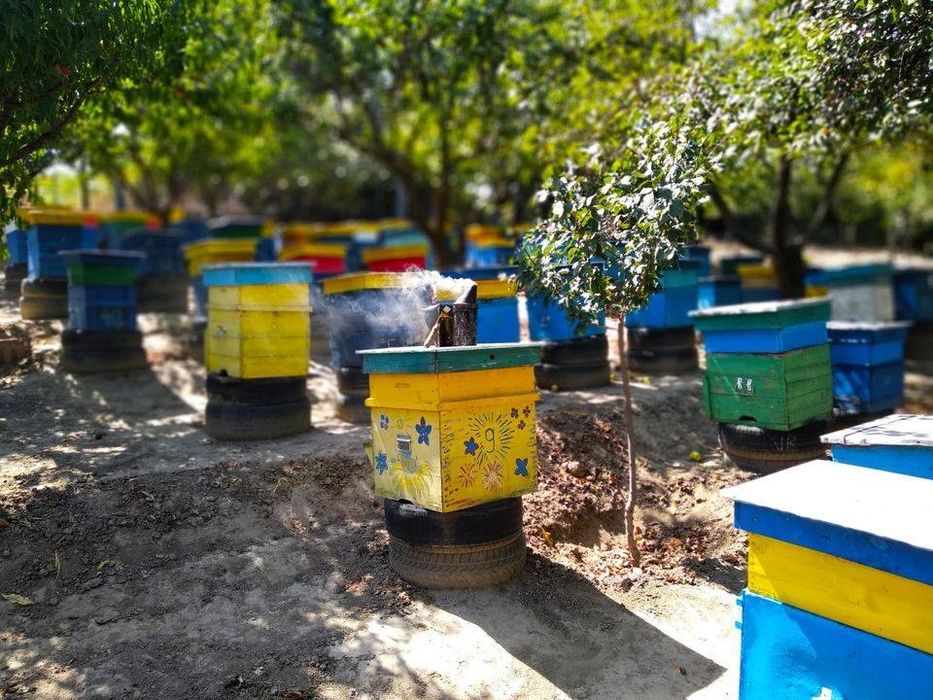 Пчелен мед  от  производител