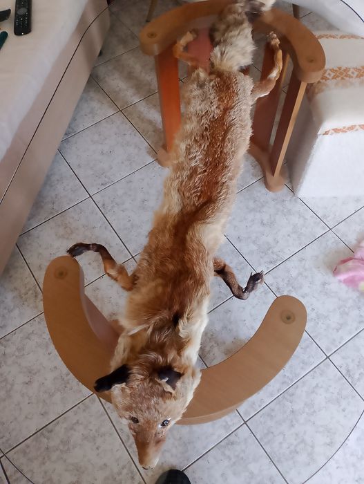 Лисича дамска яка