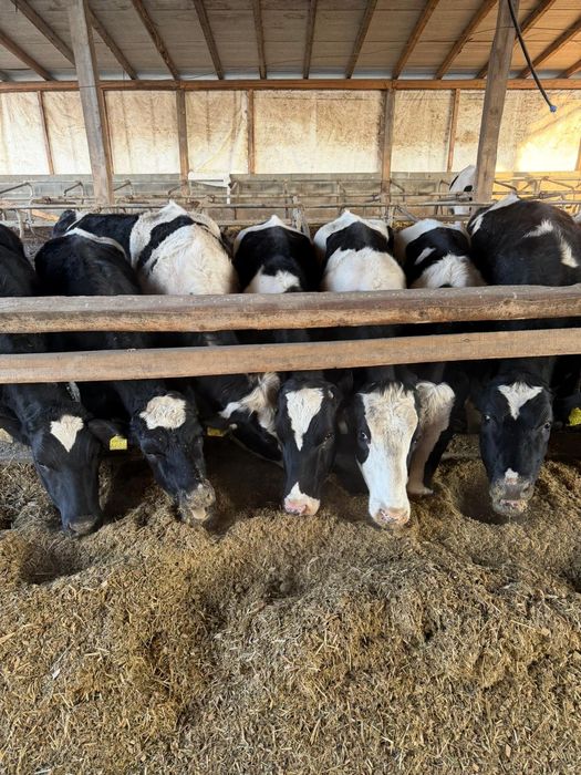 Juninci holstein gestante