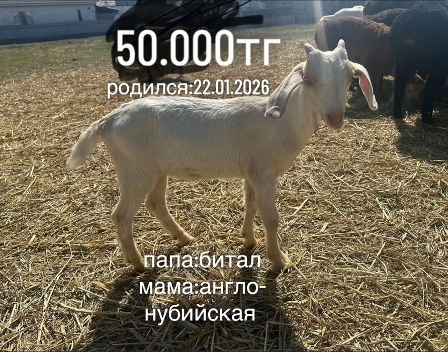 продам молодых козликов