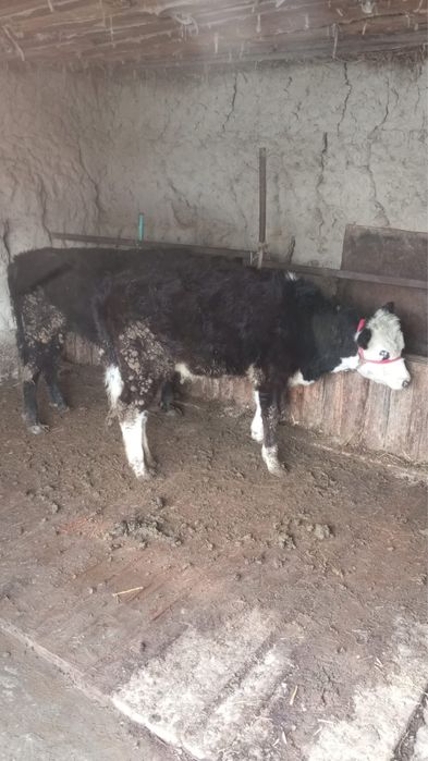 Баспактар ұрғашы мен еркек