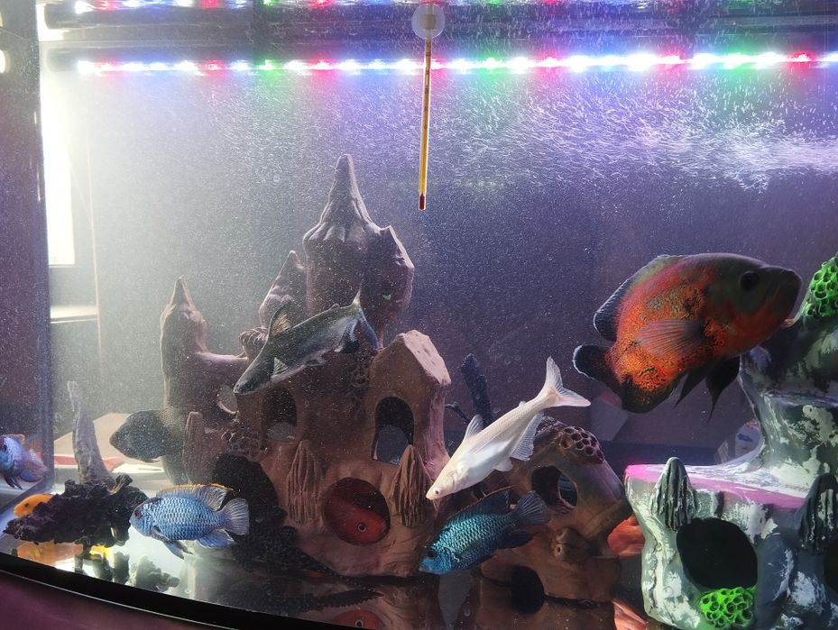 Продаю  аквариума с рыбами 200 л аквариум