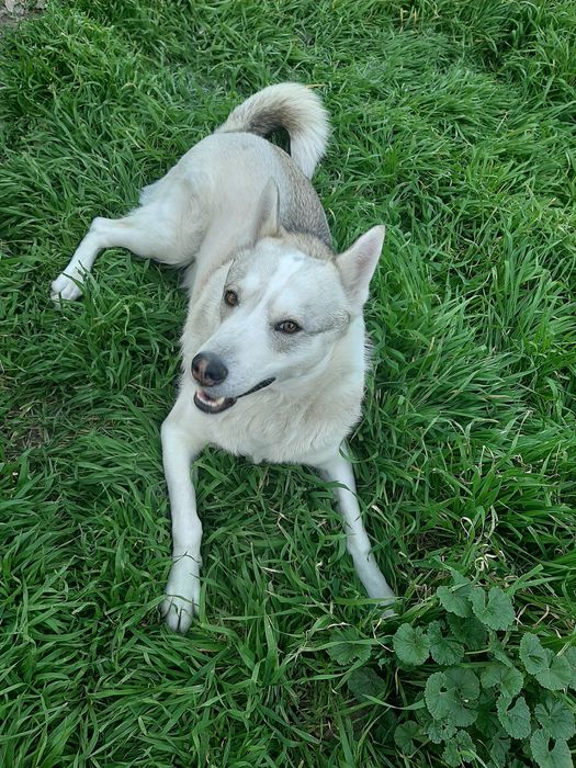 Пропала собака Розыск