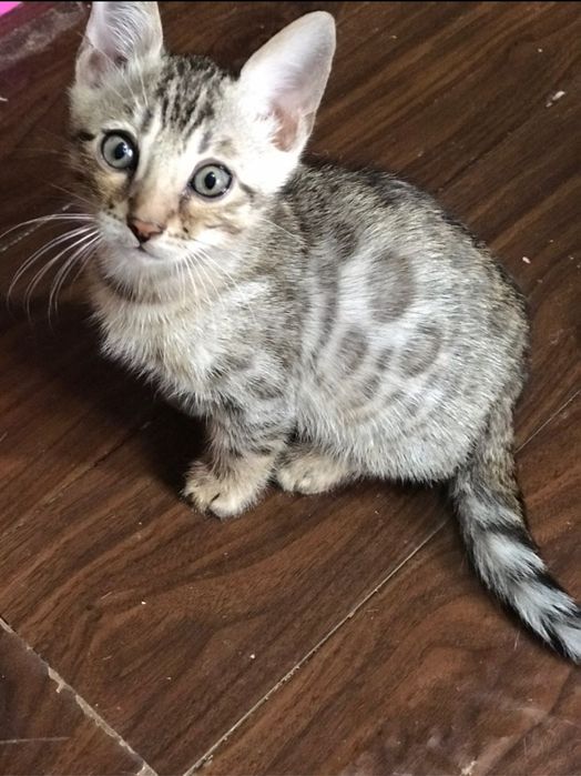 Бенгальские котята