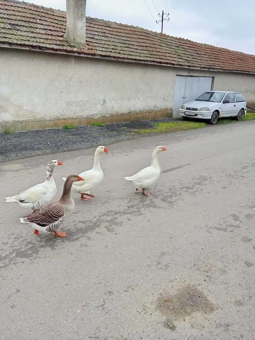 женски гъски на 1 година