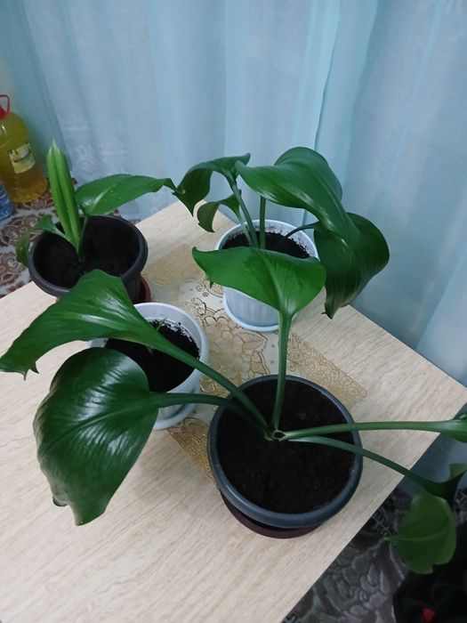 Колеус комнатный