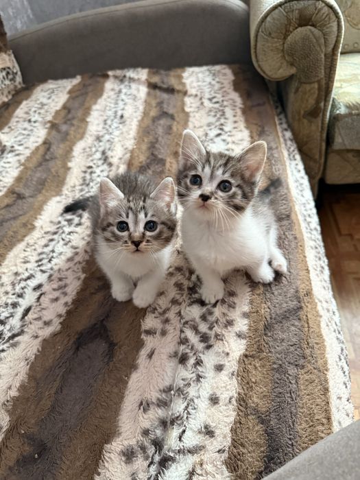 Отдам котят в добрые руки