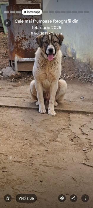 Donez câine foarte cuminte