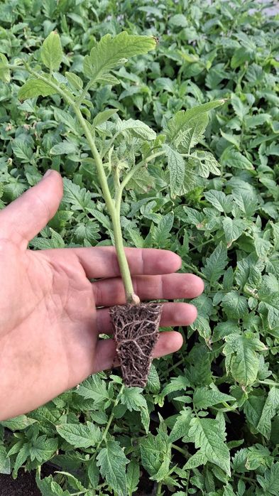 Pamidor kõchat  alamina