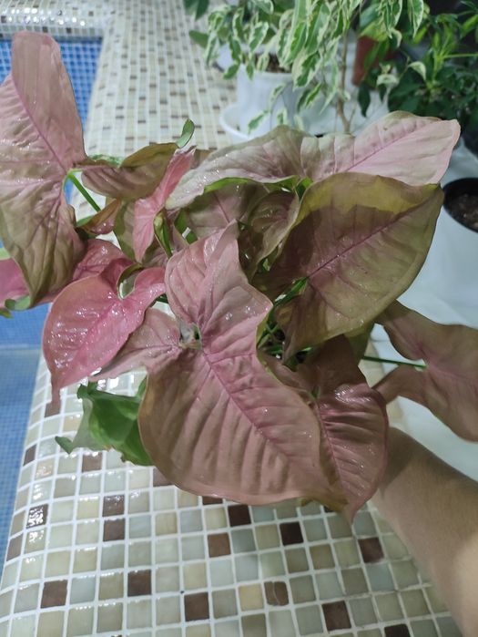 Розовый сингониум  (Neon Pink)