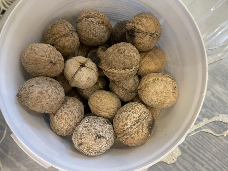 Грецкий орех свежие