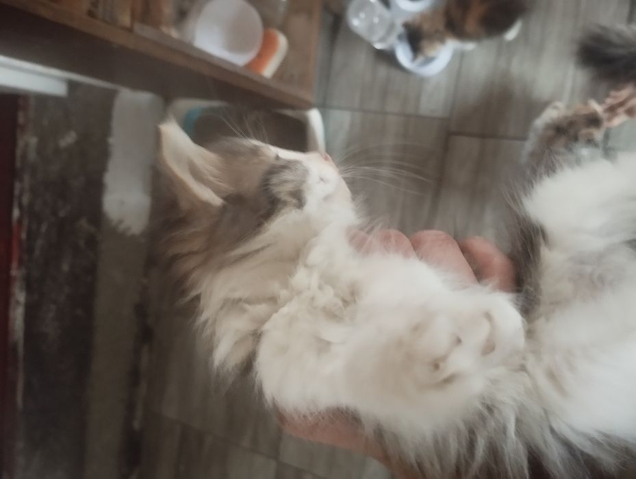 Отдам котят в хорошие руки