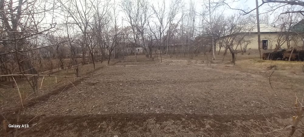 Sherobod tumani zarabog' qishlog'ida Tomarqa sotiladi so'tig'i 5milion