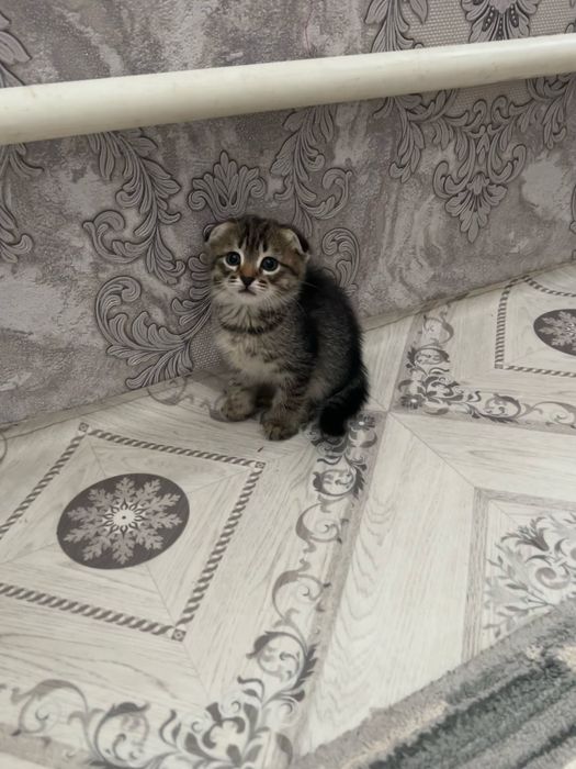 Продам котенка девочку