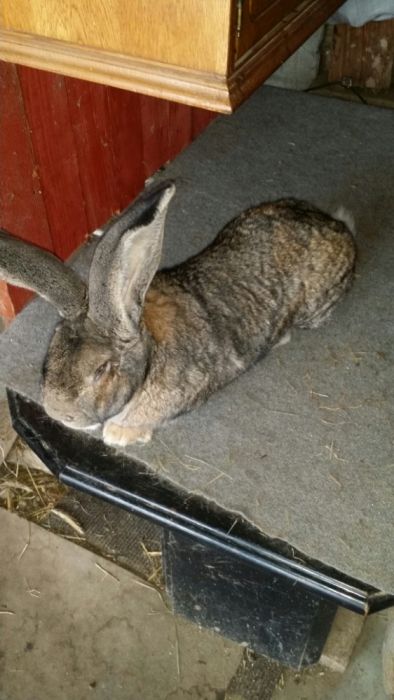 Iepuri Urias german gri