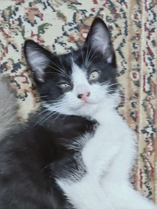 Котёнок в добрые руки