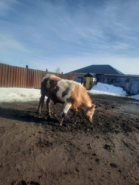 Буха 2.5 жасар...