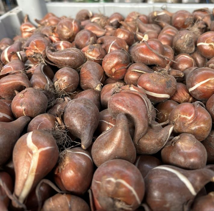 Луковицы тюльпанов оптом