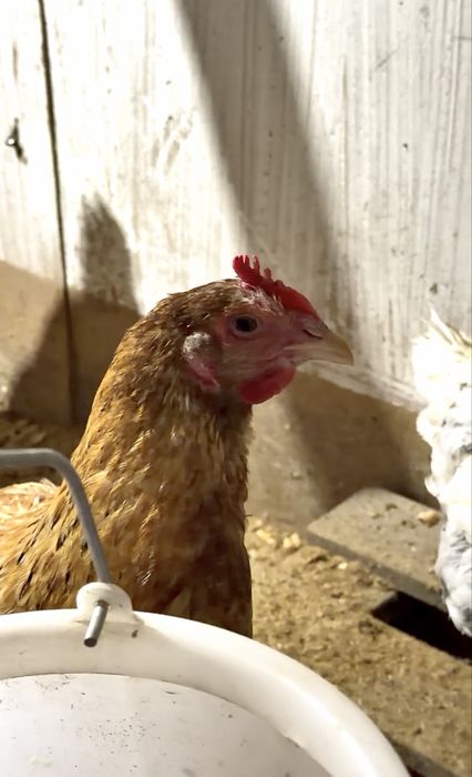 Разнопородные Курочки