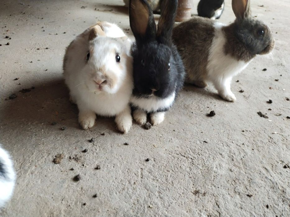 Продаю кролики красивые