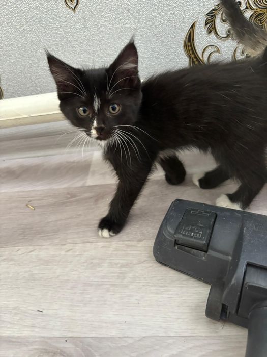 Отдам в добрые руки котят