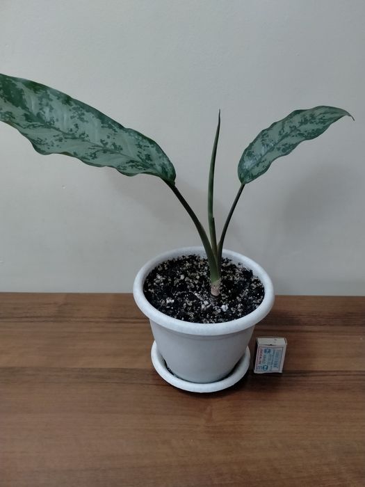 Продам аглаонему