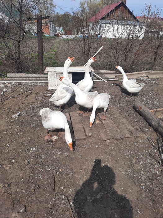 Гусаки линда на продажу