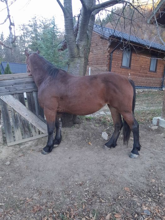 Vând  cal semigreu românesc