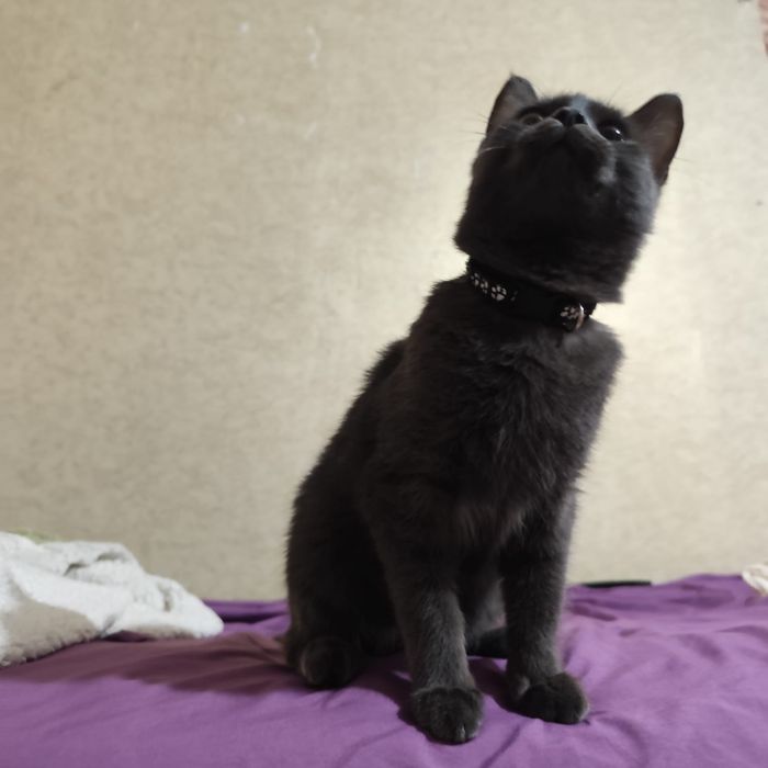 Котенок мальчик бесплатно