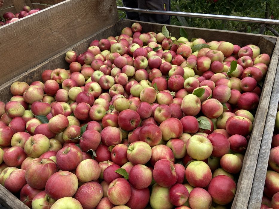 Vand mere Idared, Golden, Florina